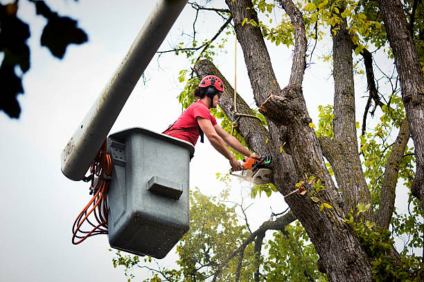 Reliable Gettysburg, PA Tree Removal and Landscaping Services Solutions